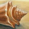 Thumbnail Picture of Cone Shell