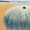 Thumbnail Picture of Small Urchin