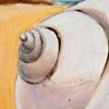 Thumbnail Picture of White Moon Shell